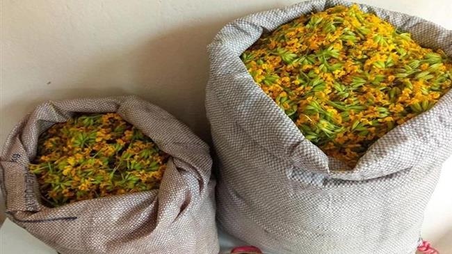 Καστοριά: Συνελήφθη 61χρονος που μάζεψε 14,5 κιλά αρωματικού – θεραπευτικού φυτού στον Γράμμο