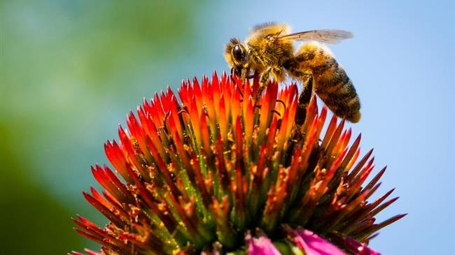 Έναρξη των Δωρεάν Εκπαιδεύσεων Μελισσοκόμων
