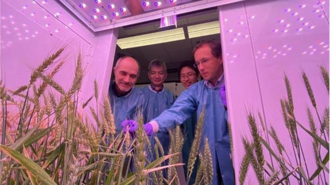 Uncovering new mechanisms for wheat rust resistance