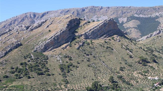 Ελιά: Βασικές οδηγίες για την προστασία της καλλιέργειας