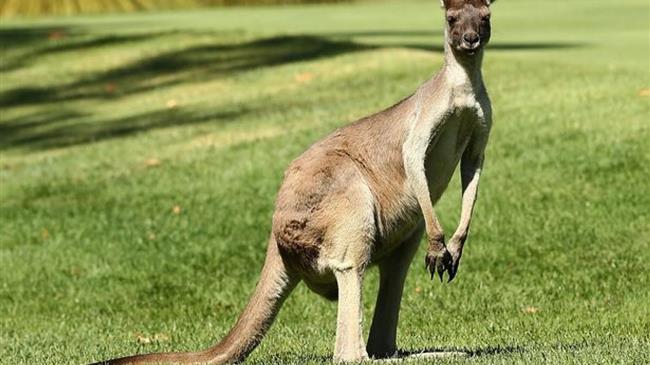 Αυστραλία: Η θανάτωση των καγκουρό, ένας τρόπος να γλιτώσουν την πείνα