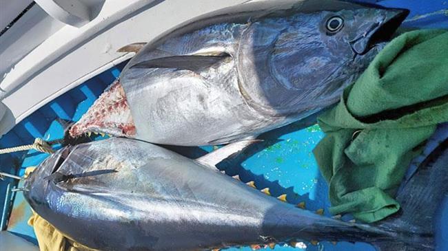 Αλιευτικός Σύλλογος Πελαγικών Ψαριών Καλύμνου: Όχι στη διακοπή αλιείας του κόκκινου τόνου