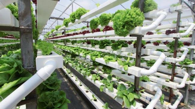 Είναι η κάθετη καλλιέργεια το μέλλον της γεωργίας; Την απάντηση δίνουν μαθητές από τις Σέρρες