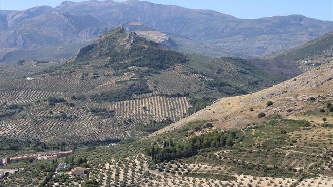 Υποχρεωτική καταχώρηση ελαιοτεμαχίων στο Ελαιοκομικό Μητρώο