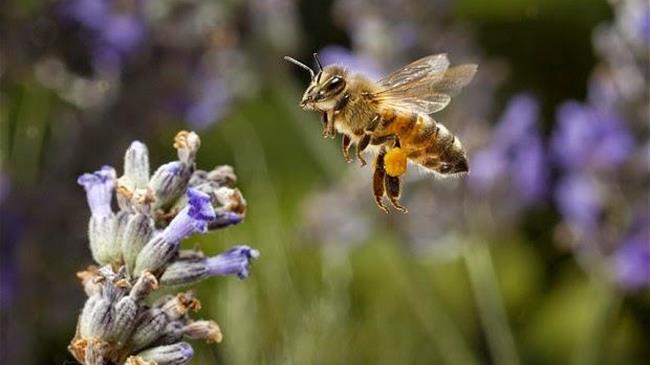 Έκτακτη σύγκληση της Ομοσπονδίας Μελισσοκόμων Ελλάδος στις 22 Ιουλίου