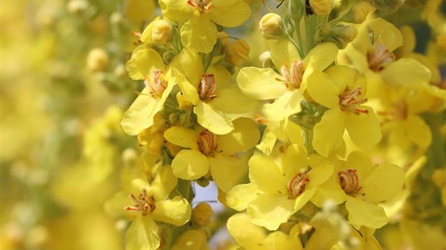 7 καπνιζόμενα φυτά που μπορείτε να καλλιεργήσετε και δεν είναι μαριχουάνα