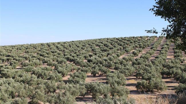 ΟΠΕΚΕΠΕ: Ολοκληρώθηκε η 1η εκκαθάριση πληρωμών για τις Δράσεις 10.1.01, 10.1.02 & 10.1.04