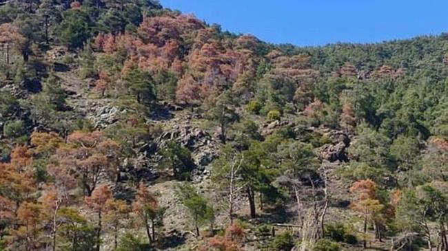 Μυτιλήνη: Η ξήρανση εκατοντάδων πεύκων στα δάση προκάλεσε την παρέμβαση του Δήμου δυτικής Λέσβου