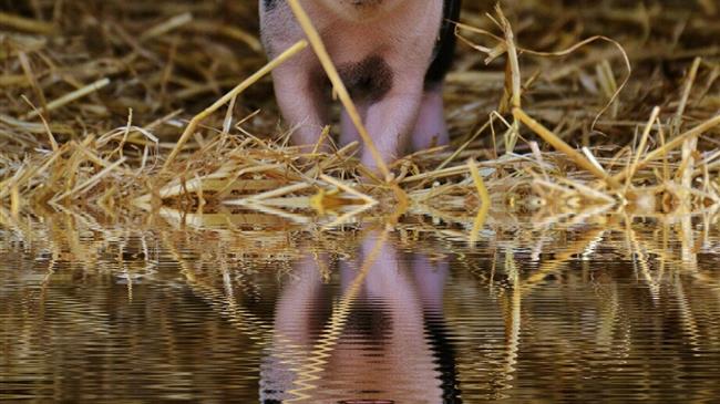 Η Ελλάδα για 4η χρονιά παρούσα στη σημαντική εκστρατεία για την Αφρικανική Πανώλη των Χοίρων