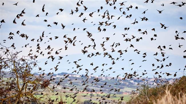 Η εντατική εκτροφή είναι η μεγαλύτερη αιτία μείωσης των πτηνών στην Ευρώπη