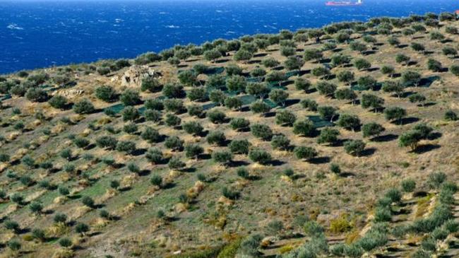 Στο Yale «ταξίδεψαν» οι αειφόρες πρακτικές που εφαρμόζονται σε ελαιώνες στο Σίγρι Λέσβου