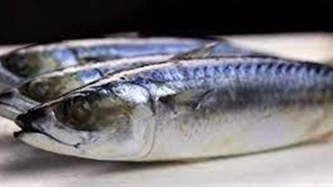 Σκουλήκια σε σκουμπρί Ισπανίας που εισάγεται στην Ελλάδα – Ειδοποίηση RASFF