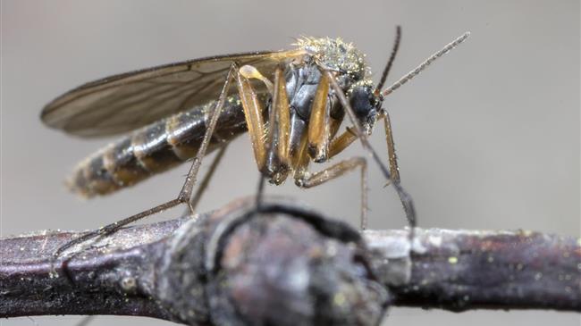 Σε πλήρη εξέλιξη το νέο τριετές ολοκληρωμένο πρόγραμμα καταπολέμησης των κουνουπιών από την ΠΚΜ