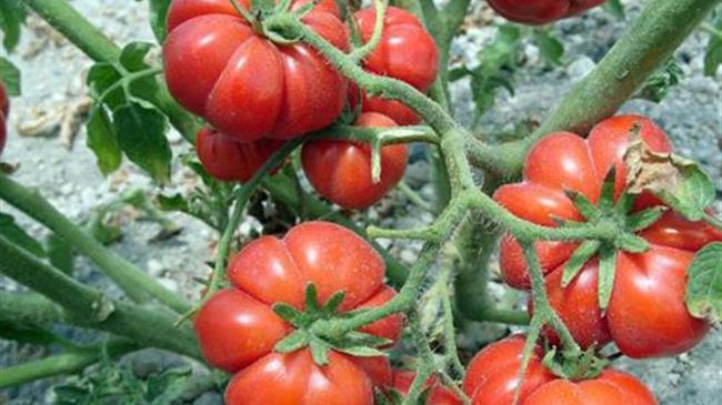 ΟΠΕΚΕΠΕ: Καθορισμός της μοναδιαίας τιμής ενίσχυσης για προϊόντα τοπικής παραγωγής στα μικρά Νησιά Αιγαίου