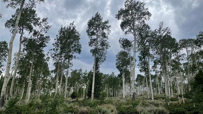 Τους ήχους που παράγει το μεγαλύτερο δέντρο στον κόσμο κατέγραψαν ερευνητές