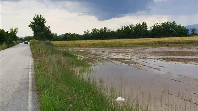 Σάπισαν τα βαμβάκια οι βροχές στον κάμπο -αρχίζουν επανασπορές-άφαντος ο ΕΛΓΑ διαμαρτύρονται οι αγρότες