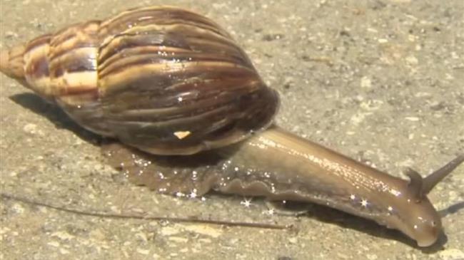 Συναγερμός στη Φλόριντα από γιγαντιαία αφρικανικά σαλιγκάρια