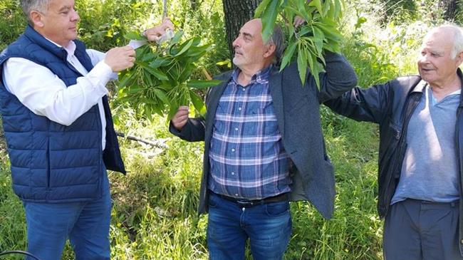 Στήριξη της Περιφέρειας Θεσσαλίας σε καστανοπαραγωγούς για την αντιμετώπιση της φαιάς σήψης και της σφήκας της καστανιάς