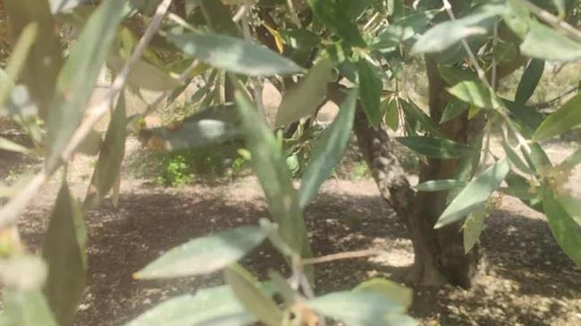 Αυτοψία ΕΛΓΑ Κρήτης στις περιοχές που δέχτηκαν υψηλά ποσοστά βροχόπτωσης