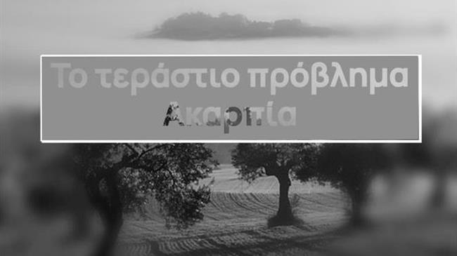 Ελιά: Ακαρπία προκάλεσαν τα καιρικά φαινόμενα στην Περιφέρεια Πελοποννήσου