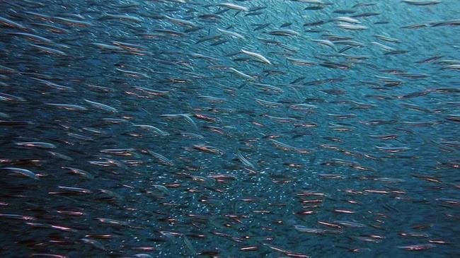 GFCM countries adopt new measures for the sustainability of aquatic foods and welcome Ukraine as a new member