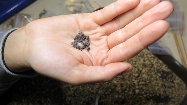 Ερευνητές εντόπισαν αρχαίους σπόρους σταφυλιών που καλλιεργούνται για τουλάχιστον 1.100 χρόνια