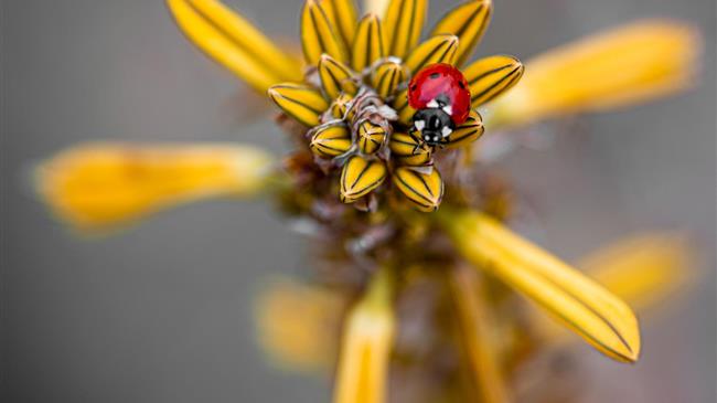 Οδηγίες για ίαση και ευεξία μέσα από τα αρωματικά φυτά
