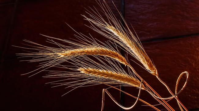 Συνδεδεμένη κριθαριού: Αναρτήθηκε το ΦΕΚ