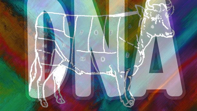 Γενετιστής βοοειδών βρίσκει μεταλλαγμένο γονίδιο που απειλεί τα μοσχάρια Holstein