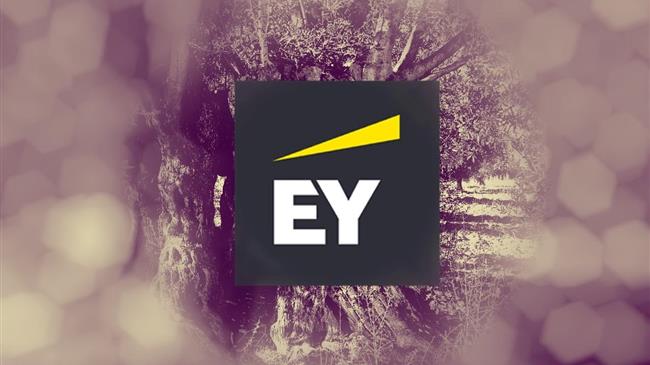 EY Ελλάδος: Ξαναφυτεύουμε τους Kαμένους Δελφικούς Ελαιώνες