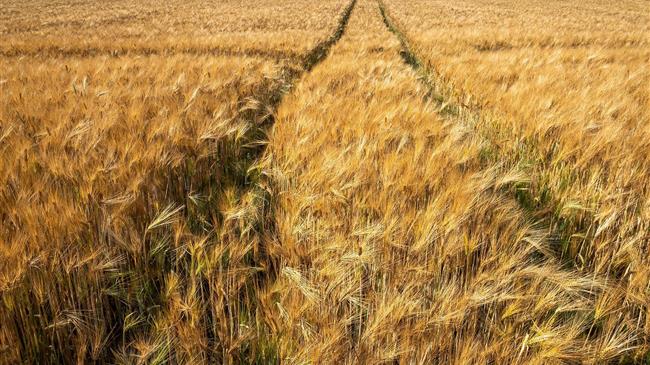 Γιατί τα μάτια όλων είναι καρφωμένα στην παγκοσμία αγορά σιταριού