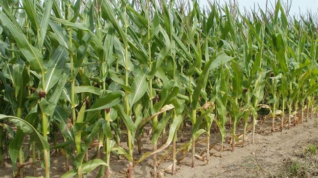 Κατρακύλα στις τιμές του καλαμποκιού