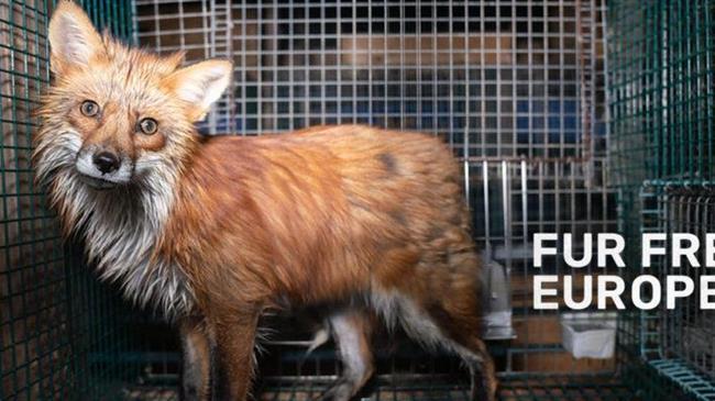 Η Ευρωπαϊκή Πρωτοβουλία Πολιτών «Ευρώπη χωρίς γούνες» παρουσιάστηκε στην Επιτροπή