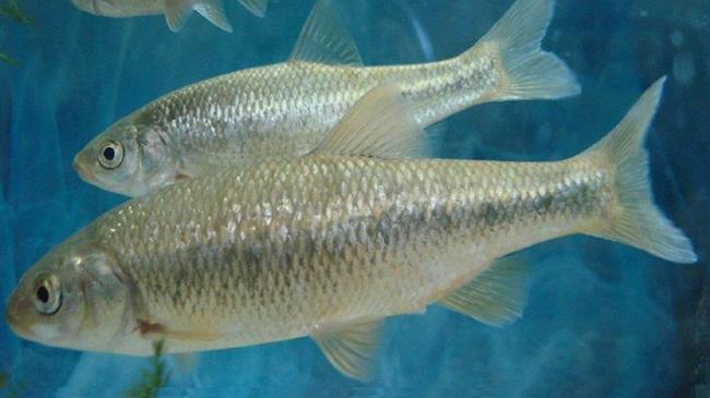 Ρόδος: Γκιζάνι, ένα ψαράκι, «πρωταθλητής» της επιβίωσης