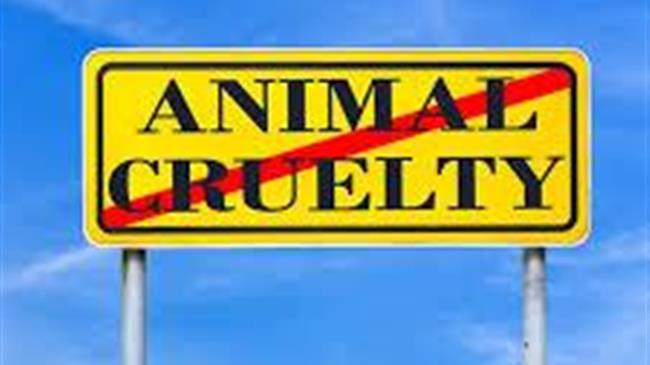 Citizens worldwide demand action to stop animal transport cruelty