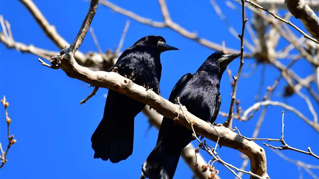 Καρδίτσα: Υπερπληθυσμός κορακοειδών κινητοποίησε την επιστημονική κοινότητα