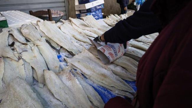 Πλούσιος σε μπακαλιάρο ο Τορωναίος Κόλπος - Το νηπιοτροφείο του είδους στη Χαλκιδική