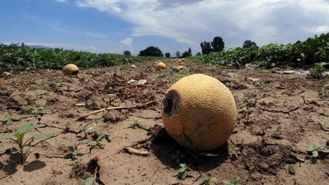 Οι βροχοπτώσεις «τελείωσαν» τη φετινή παραγωγή πεπονιών