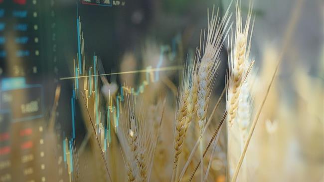 Ε.Ε.: Κάτω από τον μέσο όρο των 5 τελευταίων ετών οι αποδόσεις στις καλλιέργειες