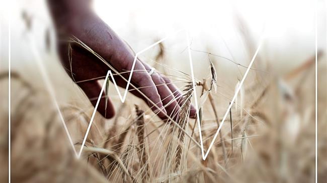 Σιτάρι: Ράλι τιμών χωρίς ενδείξεις αποκλιμάκωσης