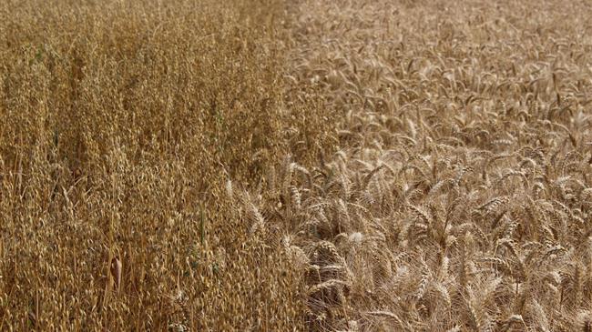 Σιτάρι: Η άφθονη προσφορά ωθεί προς χαμηλότερα επίπεδα από το 2020