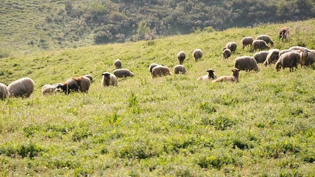"Ξεχάστε την καύση των γεωργικών υπολειμμάτων αλλιώς ξεχάστε… τις επιδοτήσεις!"