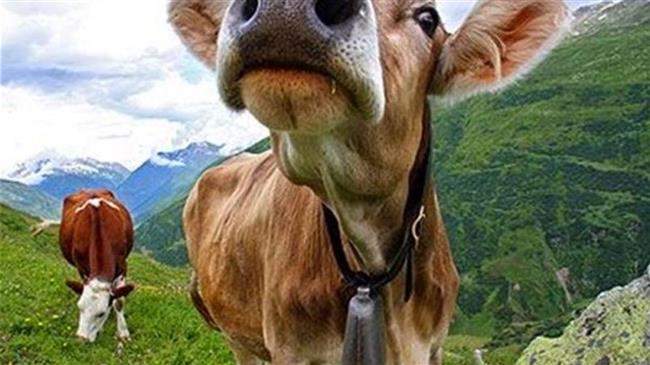 Bune Coop και Βους Ελλάς: H ισχύς εν τη ενώσει ...