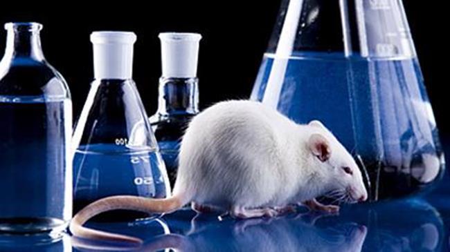 Μέτρα για την επιτάχυνση της σταδιακής κατάργησης των δοκιμών σε ζώα