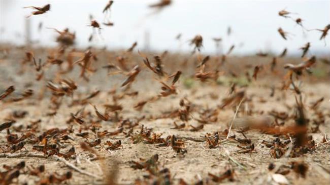 Ο πόλεμος στην Ουκρανία έφερε και ακρίδες που καταστρέφουν την αγροτική παραγωγή