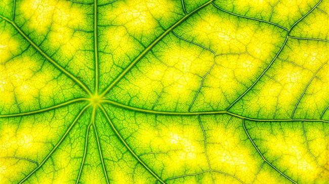 Το μέλλον της φωτοσύνθεσης: Αποκαλύπτοντας το «εργοστάσιο πράσινης ενέργειας» της φύσης