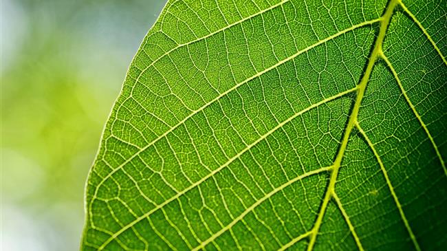 Καινοτομία από το MIT υπόσχεται επανάσταση στους γεωργικούς ψεκασμούς