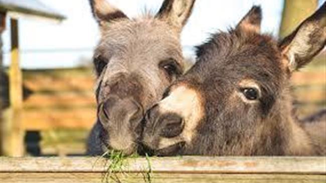 Οδηγίες προστασίας για τα ζώα εργασίας και τα ζώα συντροφιάς σε συνθήκες καύσωνα