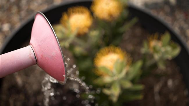 Σικελία: Θυσία η γεωργία στον βωμό του τουρισμού λόγω λειψυδρίας