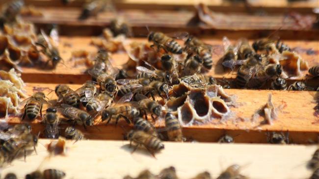 Νέα διευκρίνιση για πληγέντες μελισσοκόμους που δεν έλαβαν ενίσχυση 15€/κυψέλη